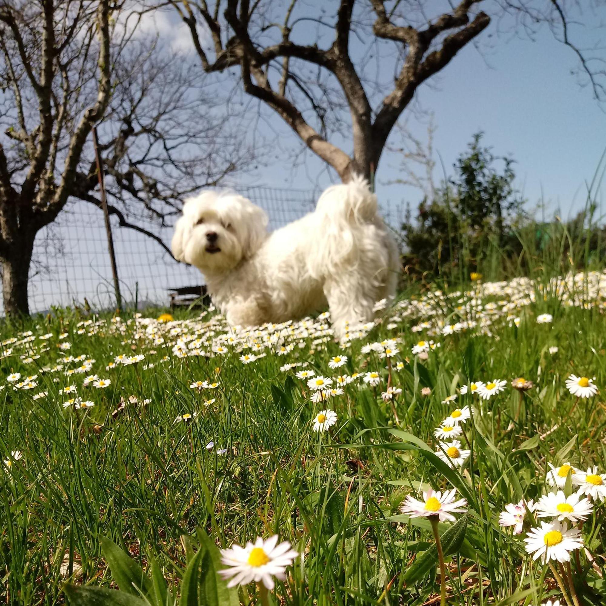 Il Marrondindo Bed & Breakfast Galliano Dış mekan fotoğraf